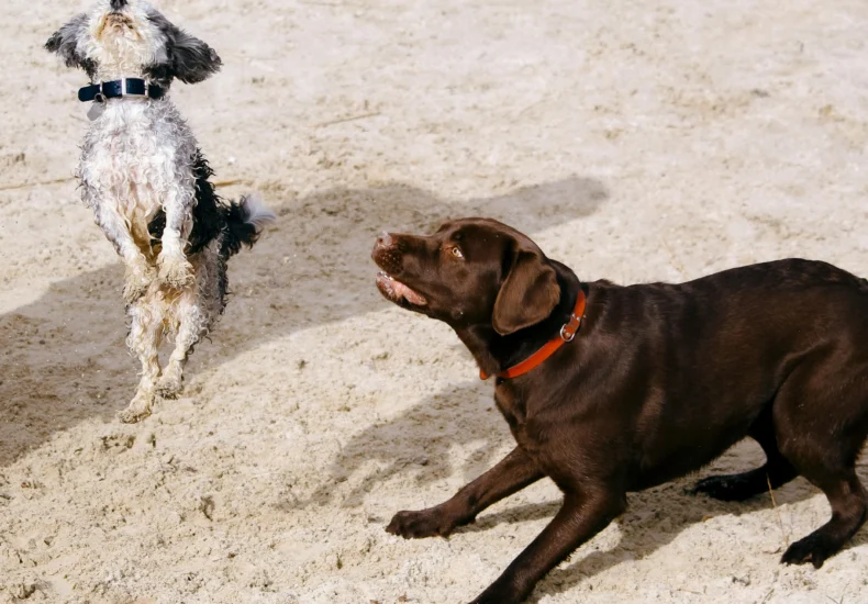 Two dogs playfully jumping and interacting on a sandy beach, showcasing energy and joy.