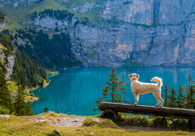 A dog stands on a bench overlooking a turquoise mountain lake surrounded by pine trees.