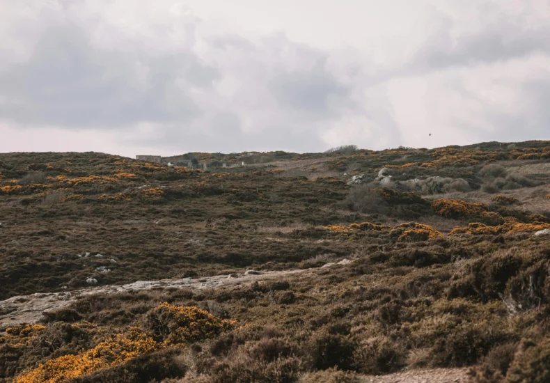 Vast scenic moorland near Dublin, Ireland, showcasing natural beauty and rugged terrain under a cloudy sky.