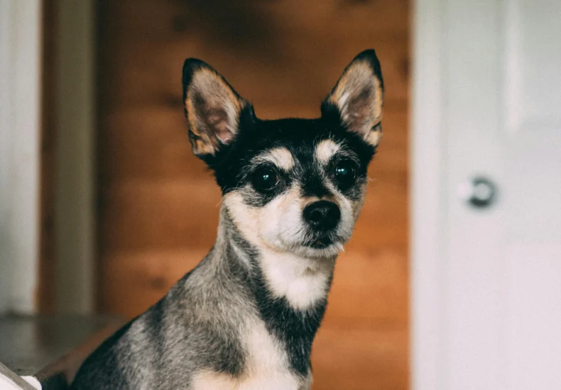 Adorable Chihuahua sitting indoors on a wooden staircase looking at the camera.