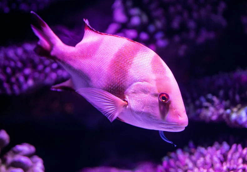 A vibrant fish swimming in a purple-tinged aquarium setting, showcasing aquatic life.