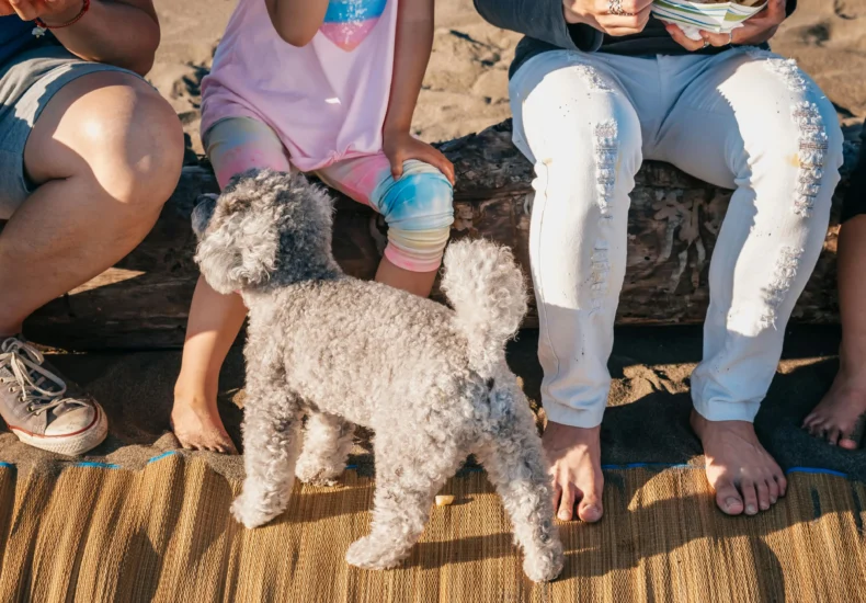 Family enjoying a beach picnic with a poodle under sunny skies.