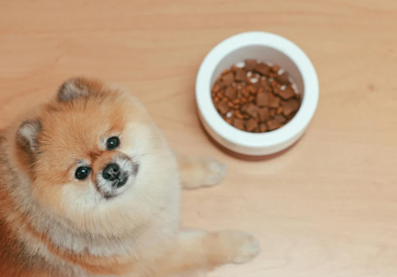 Cute Pomeranian dog next to a food bowl on a wooden floor, looking up indoors.