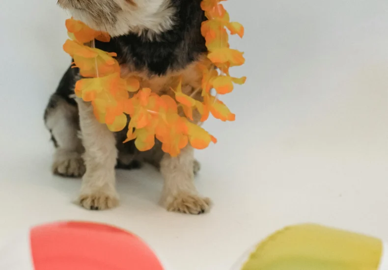 Adorable dog wearing sunglasses and a lei, surrounded by colorful beach balls on a white background.