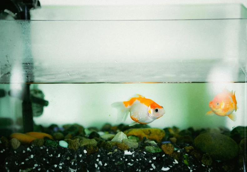 Two goldfish swimming peacefully in a home aquarium with colorful rocks.