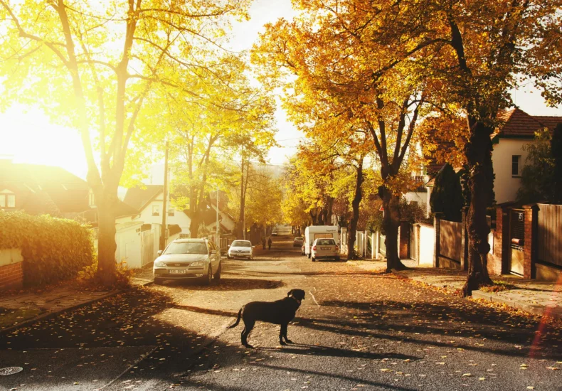 A peaceful autumnal street scene with a dog in a sunlit neighborhood.