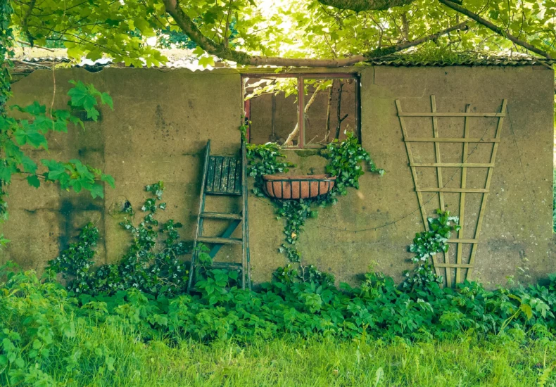 Lush greenery and ivy overgrowing an old wall in Belfast, Northern Ireland.