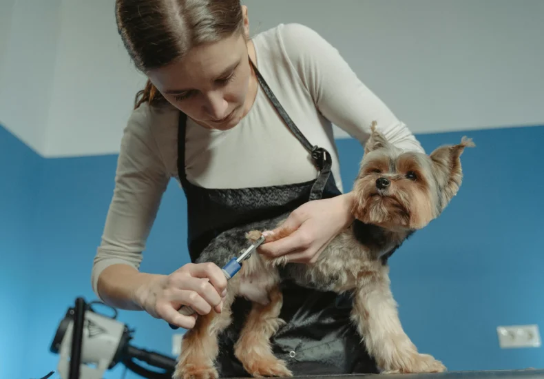 A female pet groomer trims a terrier dog's fur in an indoor grooming salon.