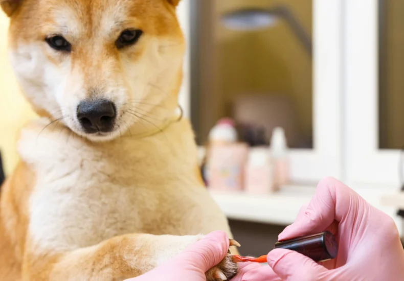 A Shiba Inu dog getting its claws painted in a pet grooming salon, emphasizing luxury pet care.