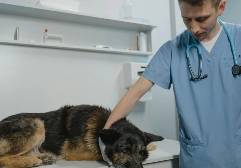 Veterinarian examining a German Shepherd dog on a clinic table, showcasing care and professionalism.