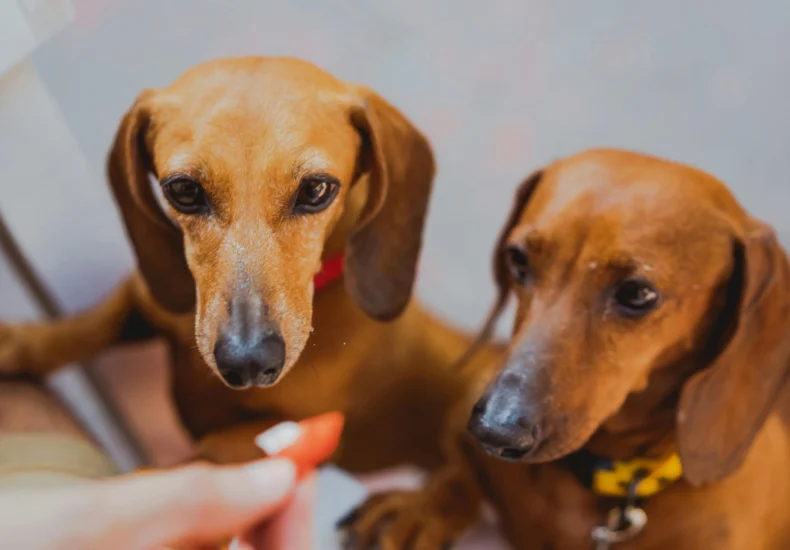 Two dachshunds with collars eagerly waiting for a handholding treat, showcasing their adorable expressions.