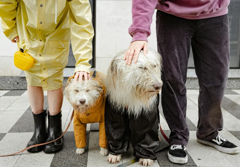 Two sheepdogs wearing raincoats with their owners in rain gear on a wet street.