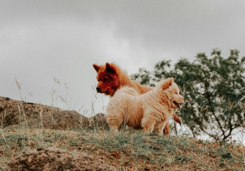 Two fluffy Chow Chows enjoying a day outdoors on a grassy hill.