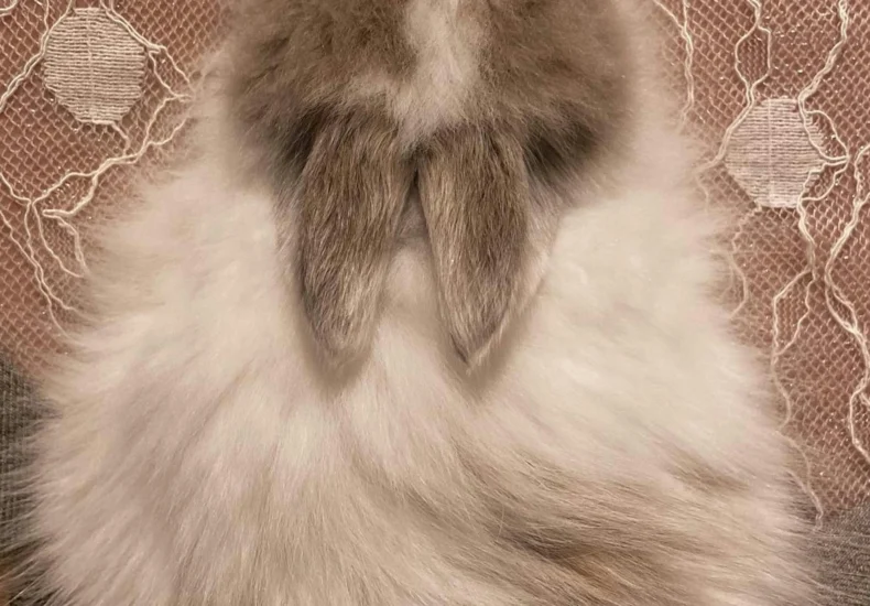 Adorable fluffy rabbit with brown and white fur curled up indoors on a patterned textile.