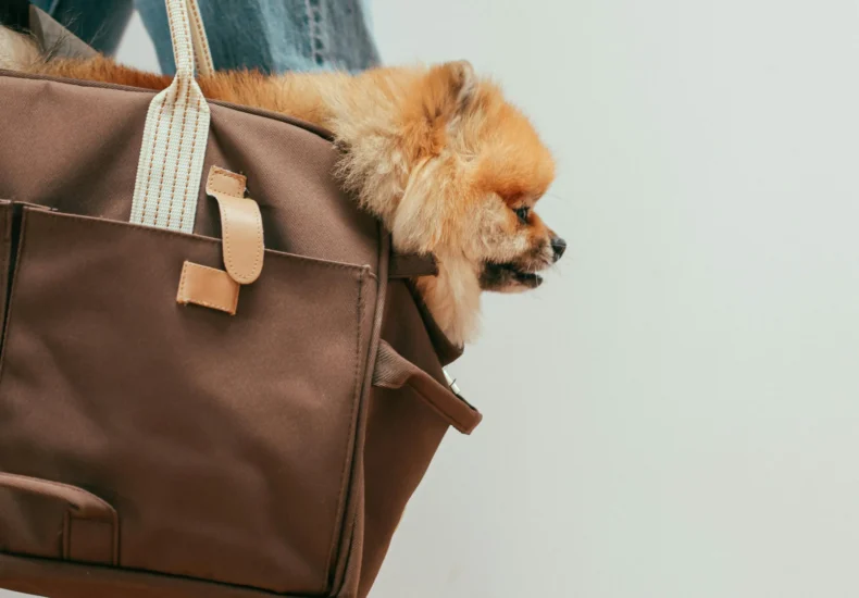 A man carrying a Pomeranian dog in a brown bag while walking indoors. Casual and heartwarming.