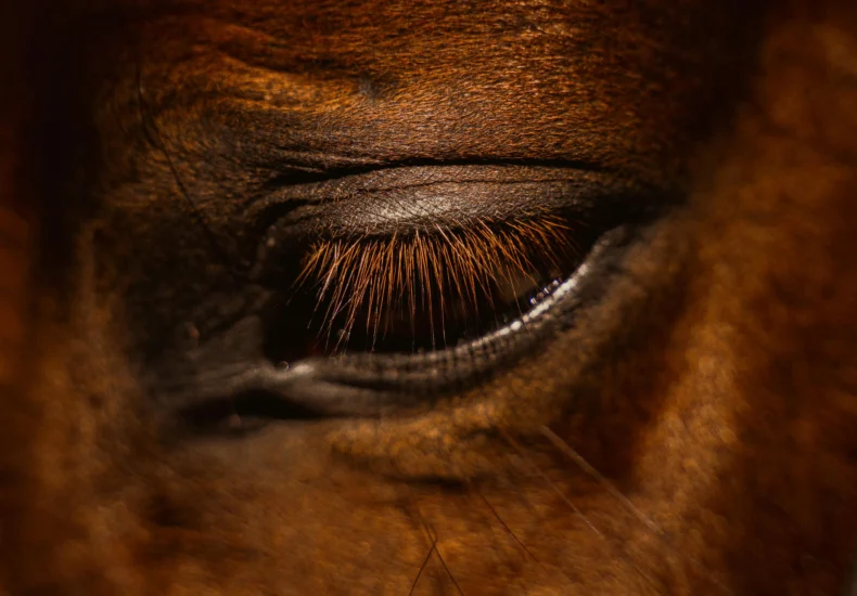 A macro shot capturing the detailed texture and lashes of a horse's eye.