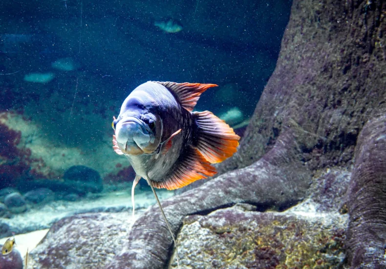 A giant gourami gracefully swimming inside a large aquarium with natural underwater scenery.