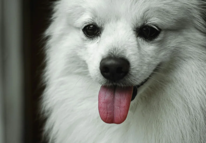 Close-up portrait of a fluffy white Japanese Spitz dog with tongue sticking out, looking playful.
