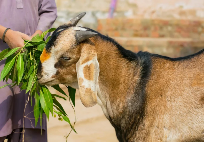 A person in traditional attire feeds a goat in a rural outdoor setting, showcasing animal husbandry.
