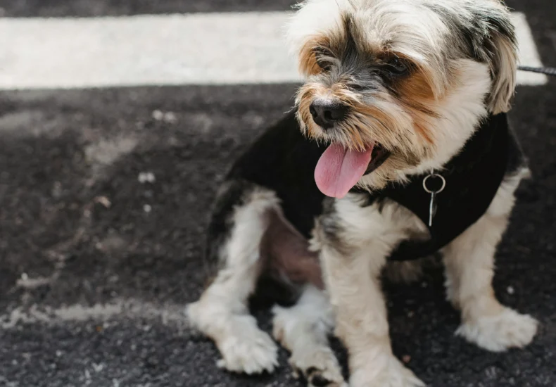 Yorkshire Terrier with tongue out in pendant sitting on leash on rough pavement while looking away