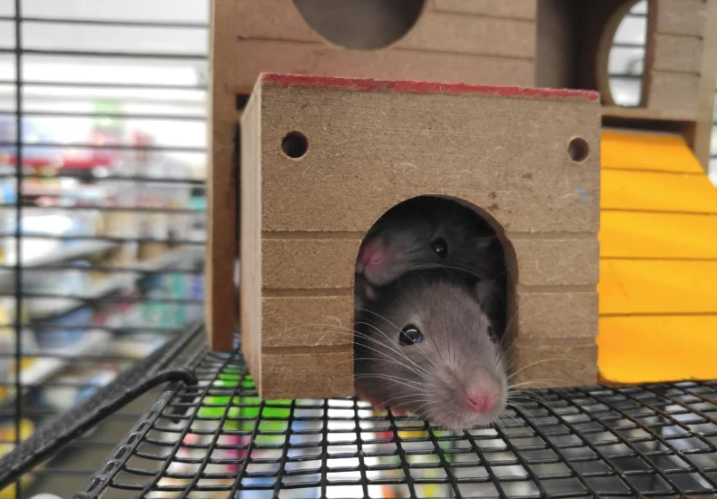 Cute pet rats peeking from a wooden house in a cage, capturing domestic life.