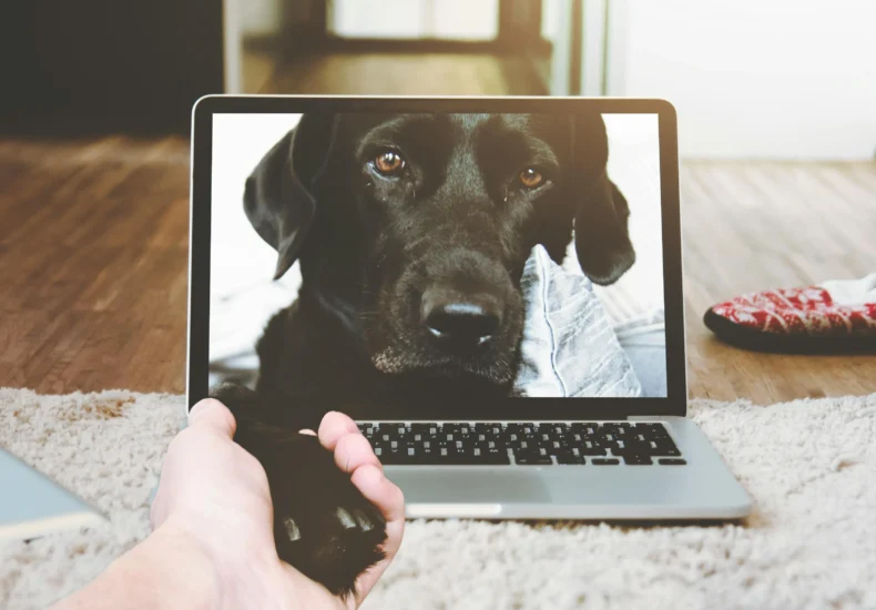 A human hand reaches out to a dog's paw on a laptop screen, symbolizing connection and companionship.