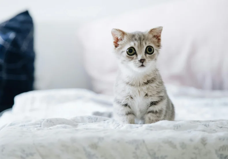 Cute grey kitten with big eyes sitting on a bed indoors. Perfect for pet lovers