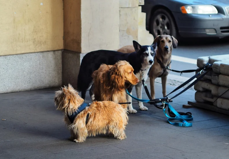 Four dogs on leashes waiting outdoors in the city. Urban pet scene.