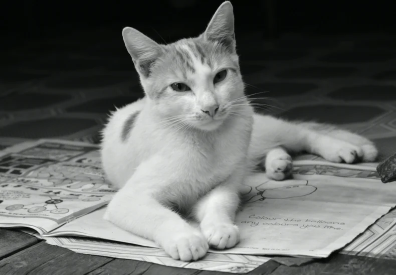 Cat in black & white