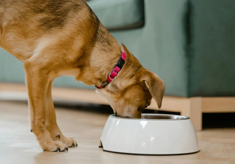 A domestic dog wearing a pink collar eats from a white bowl inside a home.